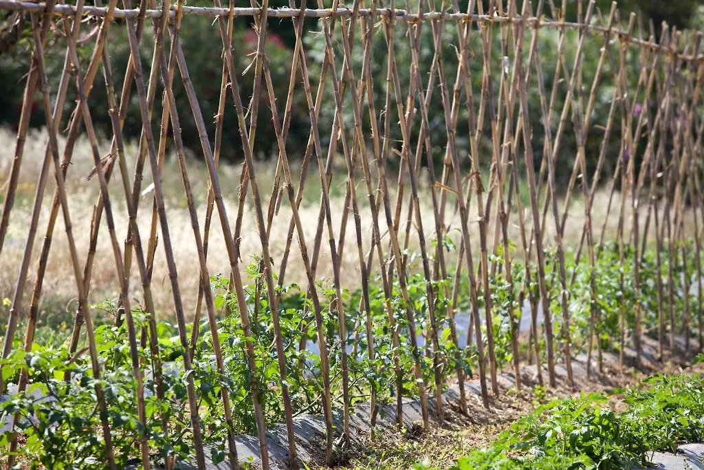 Maison d'hôtes Sa Carrotja - Adults Only à Ses Salines  Séjour à la campagne